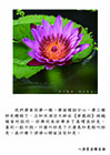 清淨心裡面沒有知見。