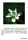 清淨、慈悲就是福慧雙修。