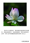 淨土法門是修清淨心！
