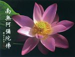 南無阿彌陀佛